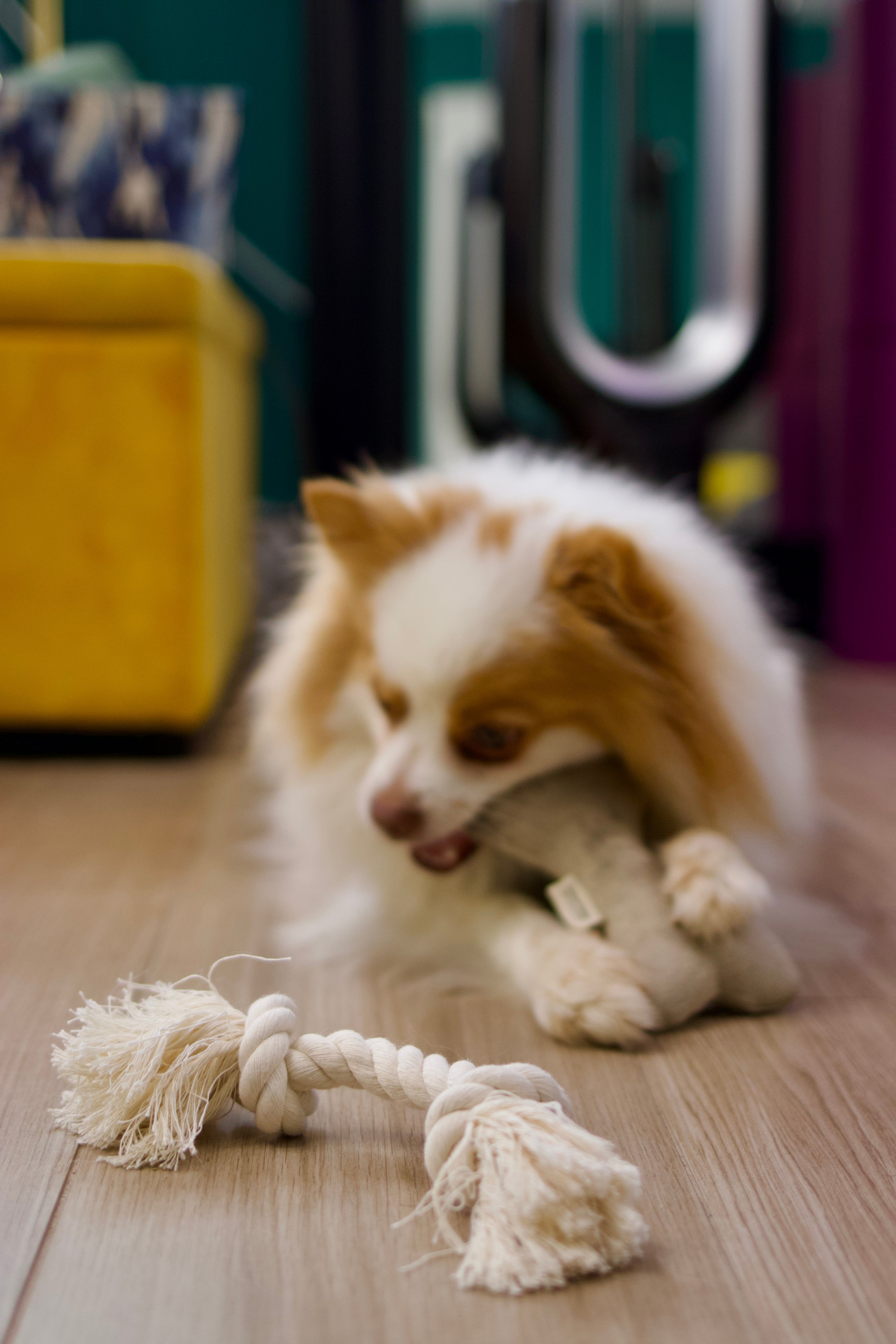 Natural Dog Toy Bundle for Cuddles, Fetch and Tugging - Small to Large Dogs Options